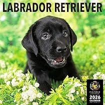 2026年カレンダー ラブラドール・レトリーバー (誠文堂新光社